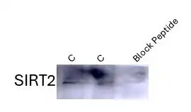 Sirtuin 2/SIRT2 Antibody Blocking Peptide NBP1-76879PEP